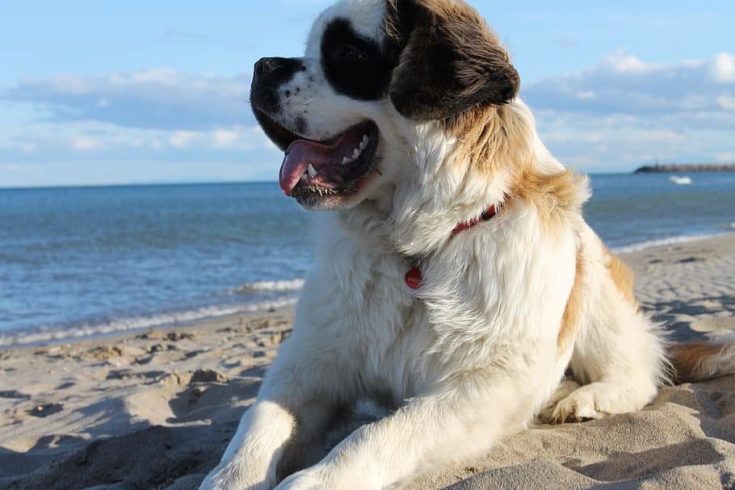 Dog breeds hot sale with long tongues