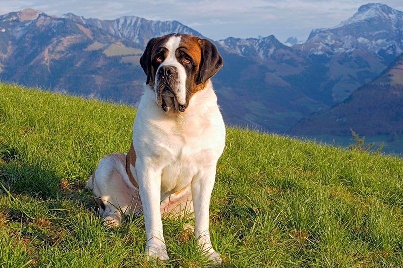 Saint Bernard | Dog Breed Info: Pictures, Personality & Facts | Hepper