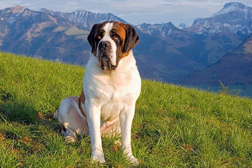 Saint Bernard sitting in meadow