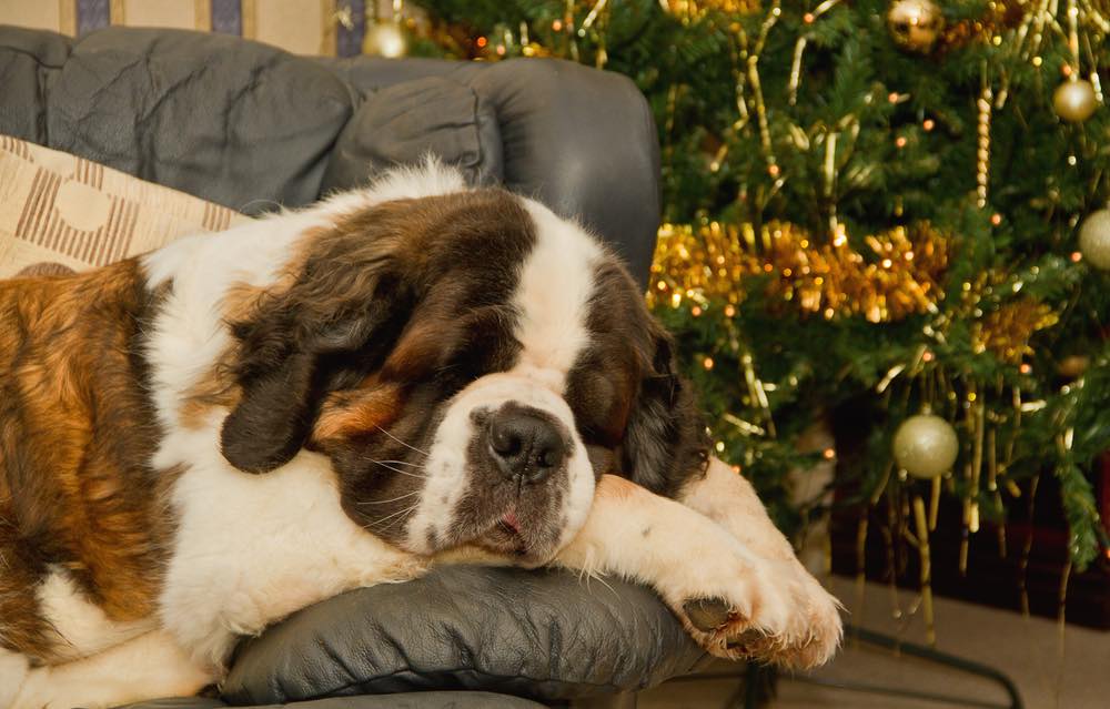 Saint Bernard sleeping