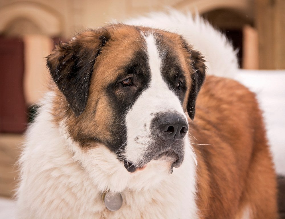 Saint Pyrenees Pyrenees Saint Bernard Info, Characteristics & Facts | Hepper