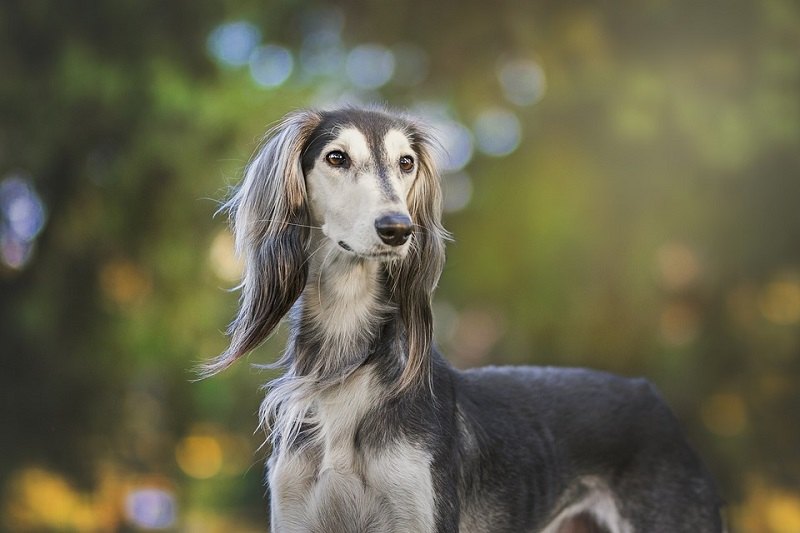 Which dog breed is prettiest?