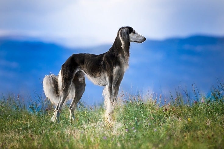 Saluki outside