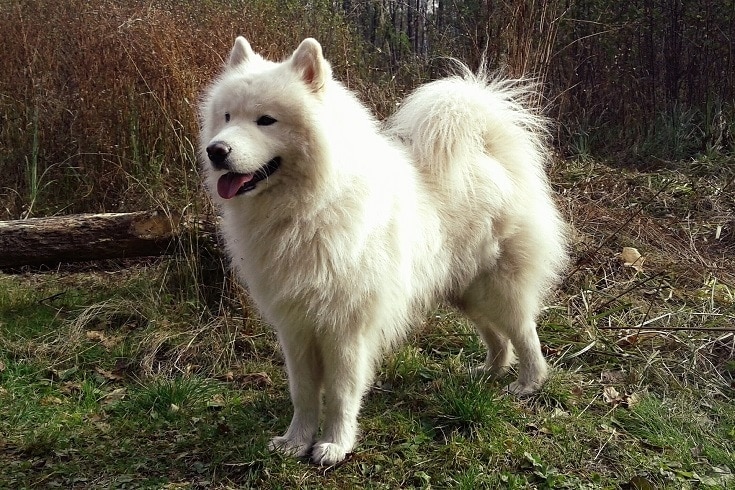 Samoyed Mixed (With Pictures) | Hepper