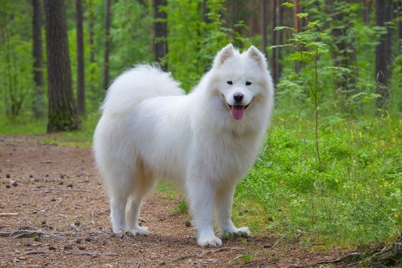 are samoyeds really hypoallergenic