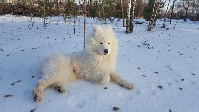 Samoyed in winter