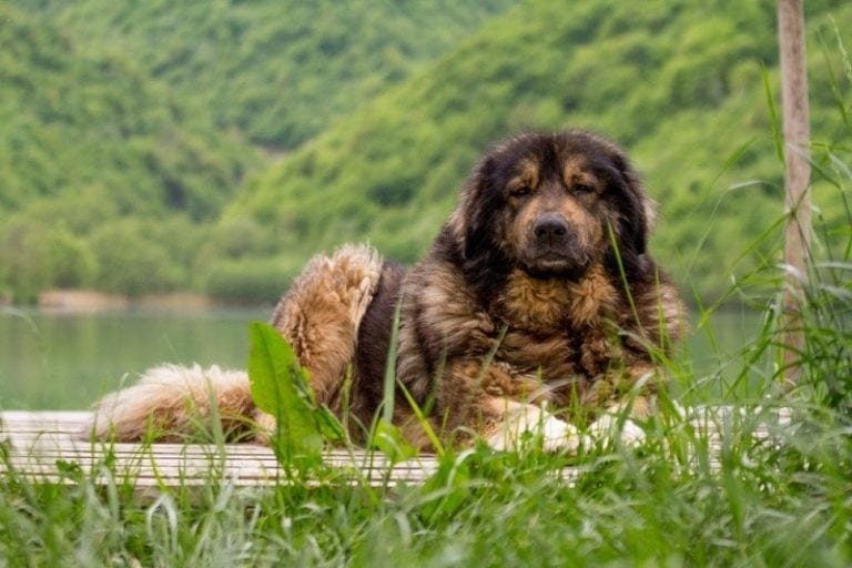 25 Livestock Guardian Dog Breeds (LGD) With Pictures & Facts Hepper