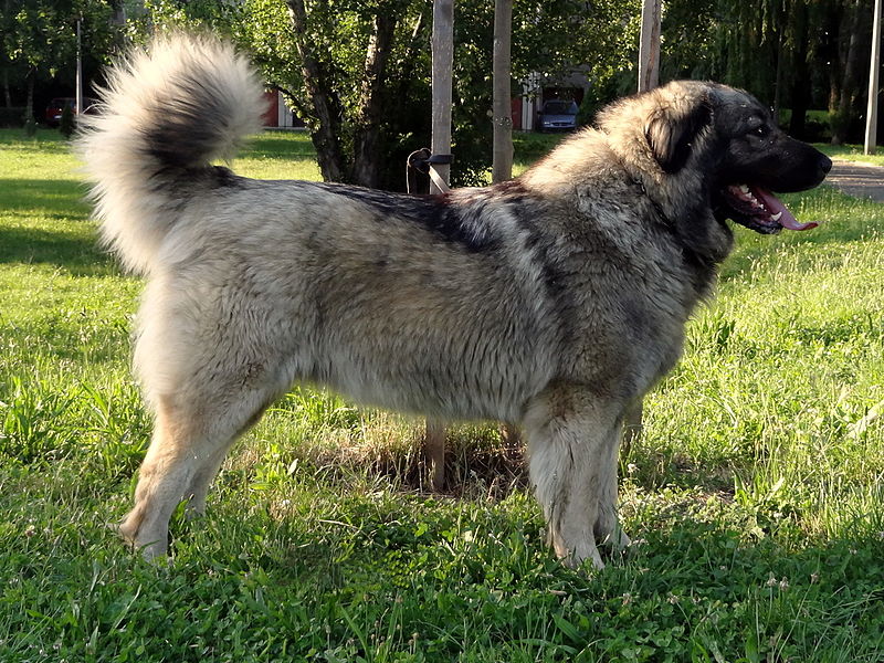 Šarplaninac