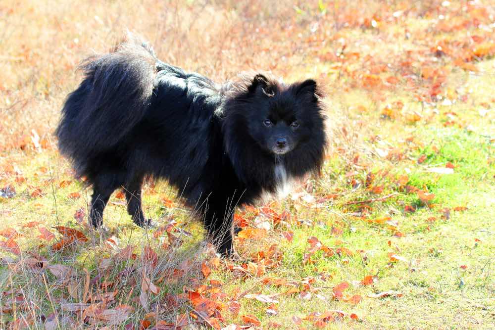 Schip-A-Pom (Schipperke Pomeranian Mix): Info, | Hepper