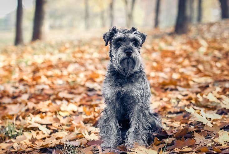 Schnauzer Dog Breed