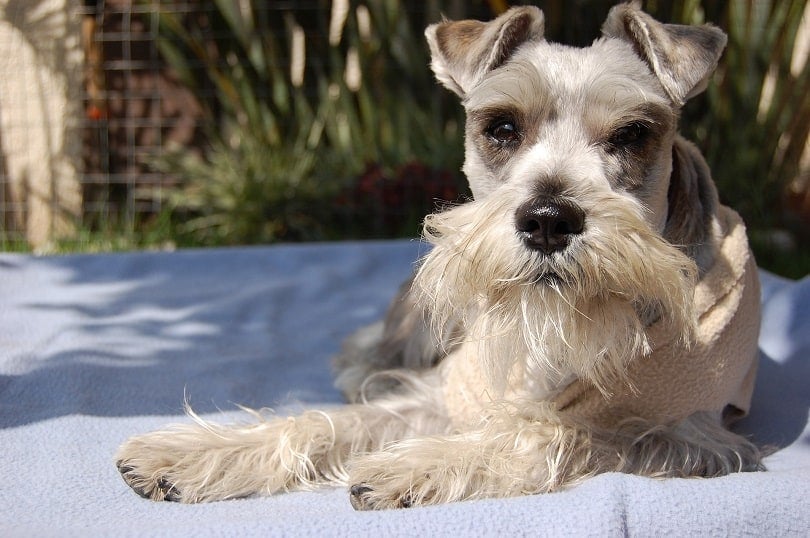 Schnauzer lying down