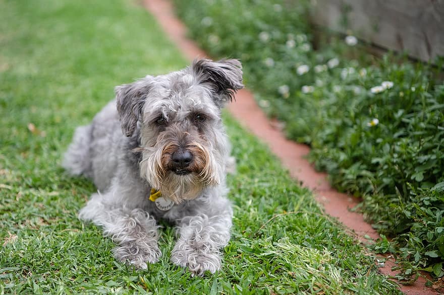 Schnoodle mixed breed dog