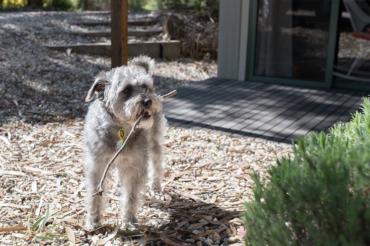 Schnoodle dog with stick