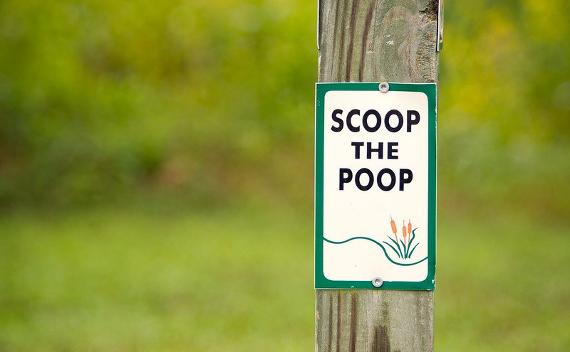 Scoop the dog poop