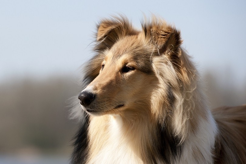 Scotch Collie looking to the left_11A fotografie_shutterstock