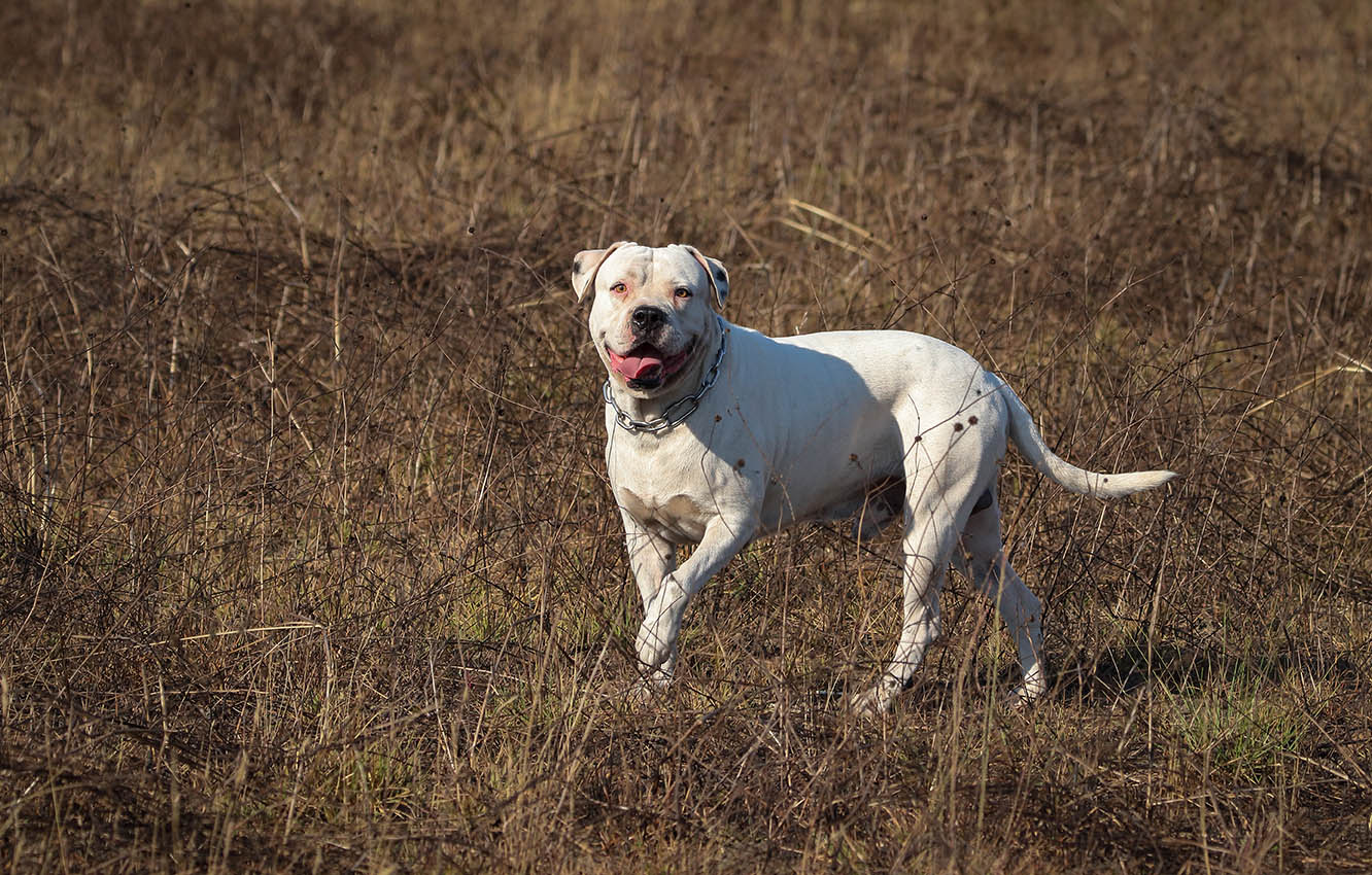 Scott American Bulldog