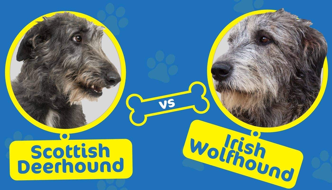 Scottish Deerhound vs Irish Wolfhound