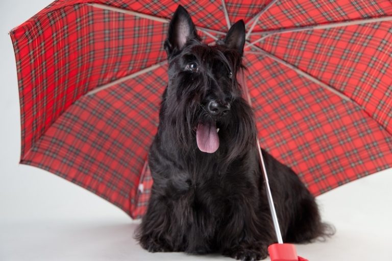 200 Scottish Dog Names Gaelic Unique Cute Fun Ideas Hepper