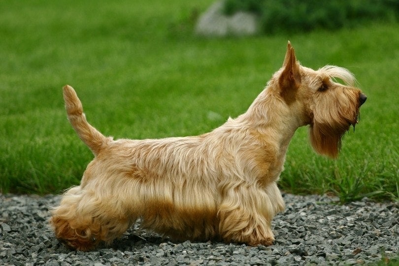 Scottish Terrier standing on stones