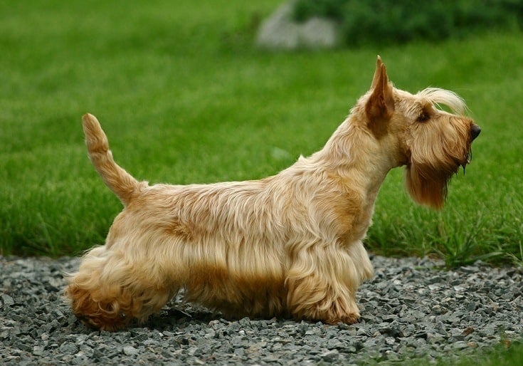 Scottish Terrier