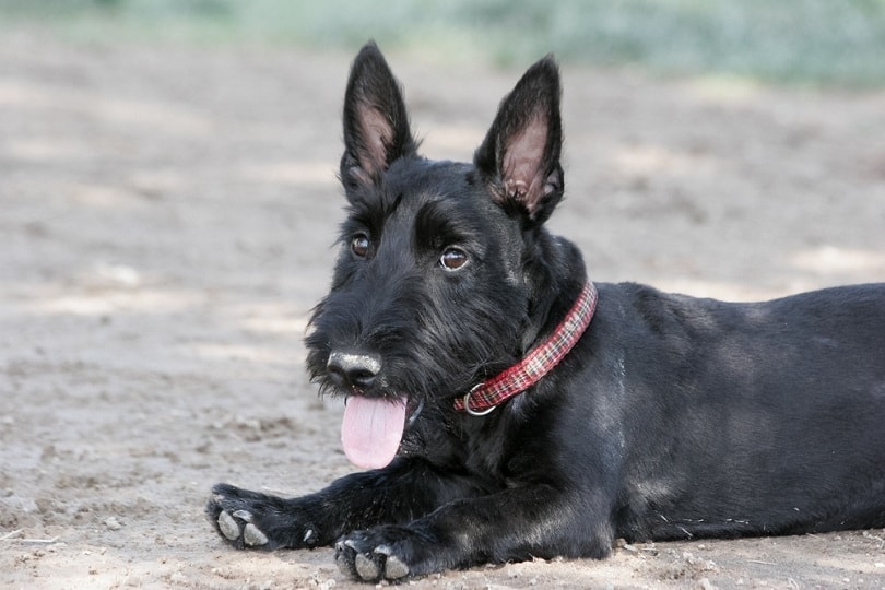 Scottish terrier puppy posed at the park