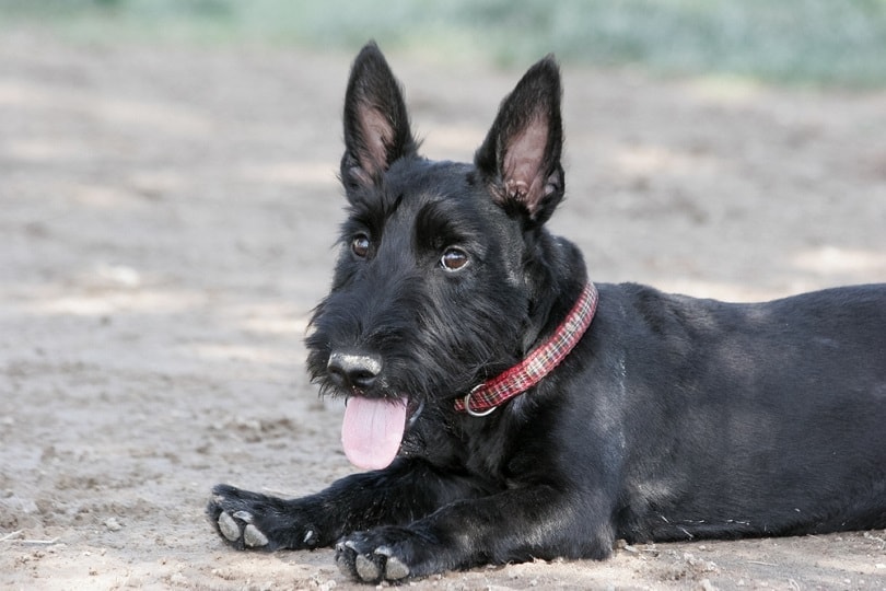 16 Wire Haired Dog Breeds (With Pictures) | Hepper