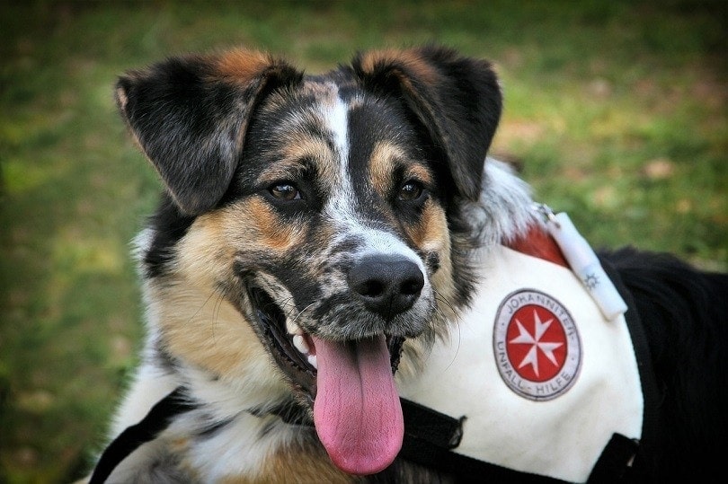Search-and-Rescue Worker