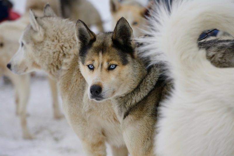 Seppala Siberian Sleddog with blue eyes_reimar_shutterstock