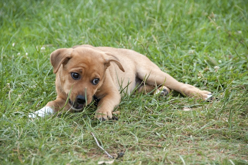 Shairn Terrier Shiba Inu Cairn Terrier mix puppy