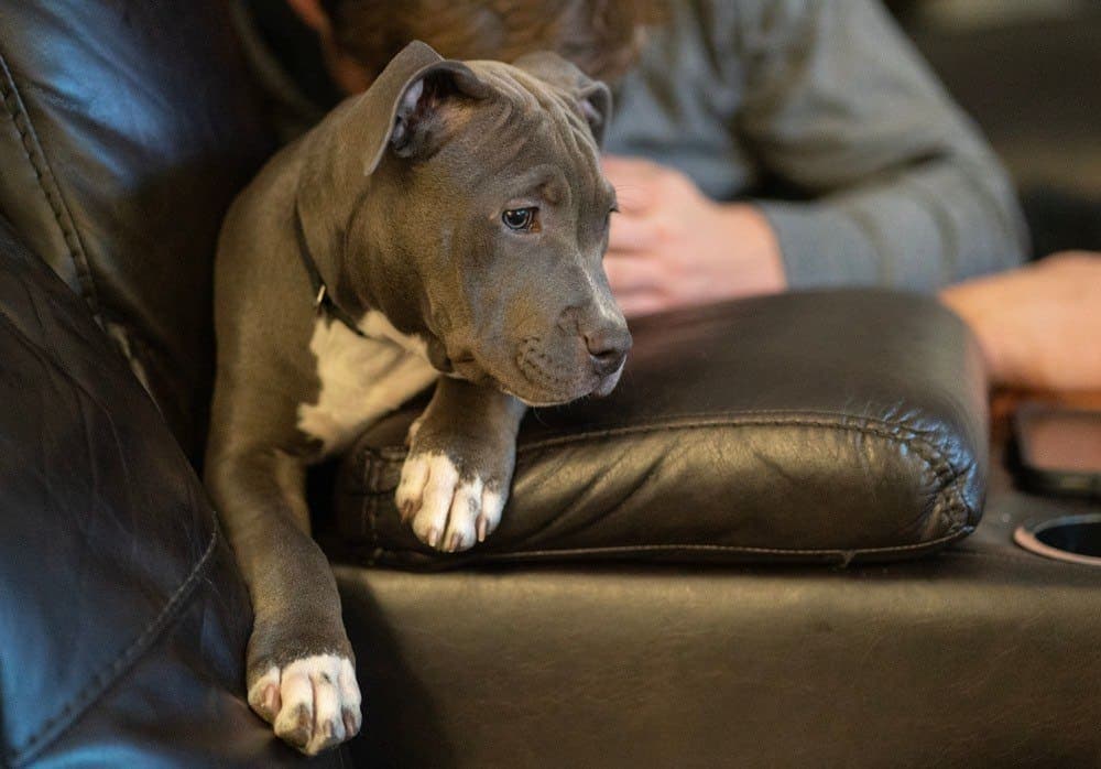 Shar-Pei Pitbull Pit-Pei