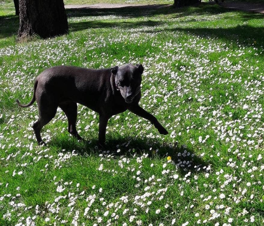Shar Pei Pitbull dog in flowers
