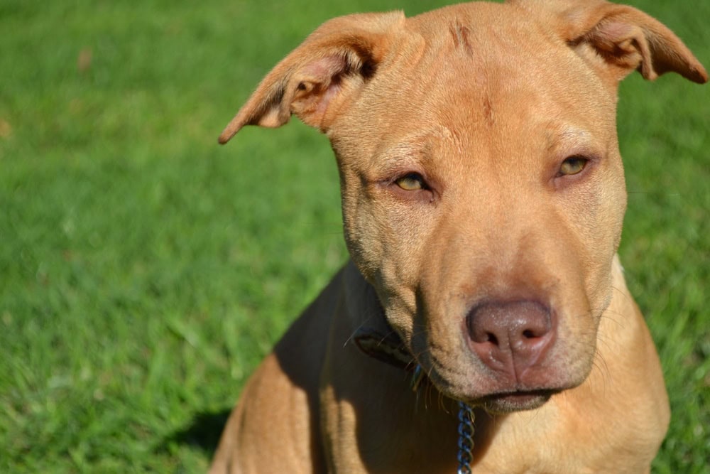 Sharpull Terrier (SharPei & Pitbull Mix) Info, Pictures, Facts Hepper