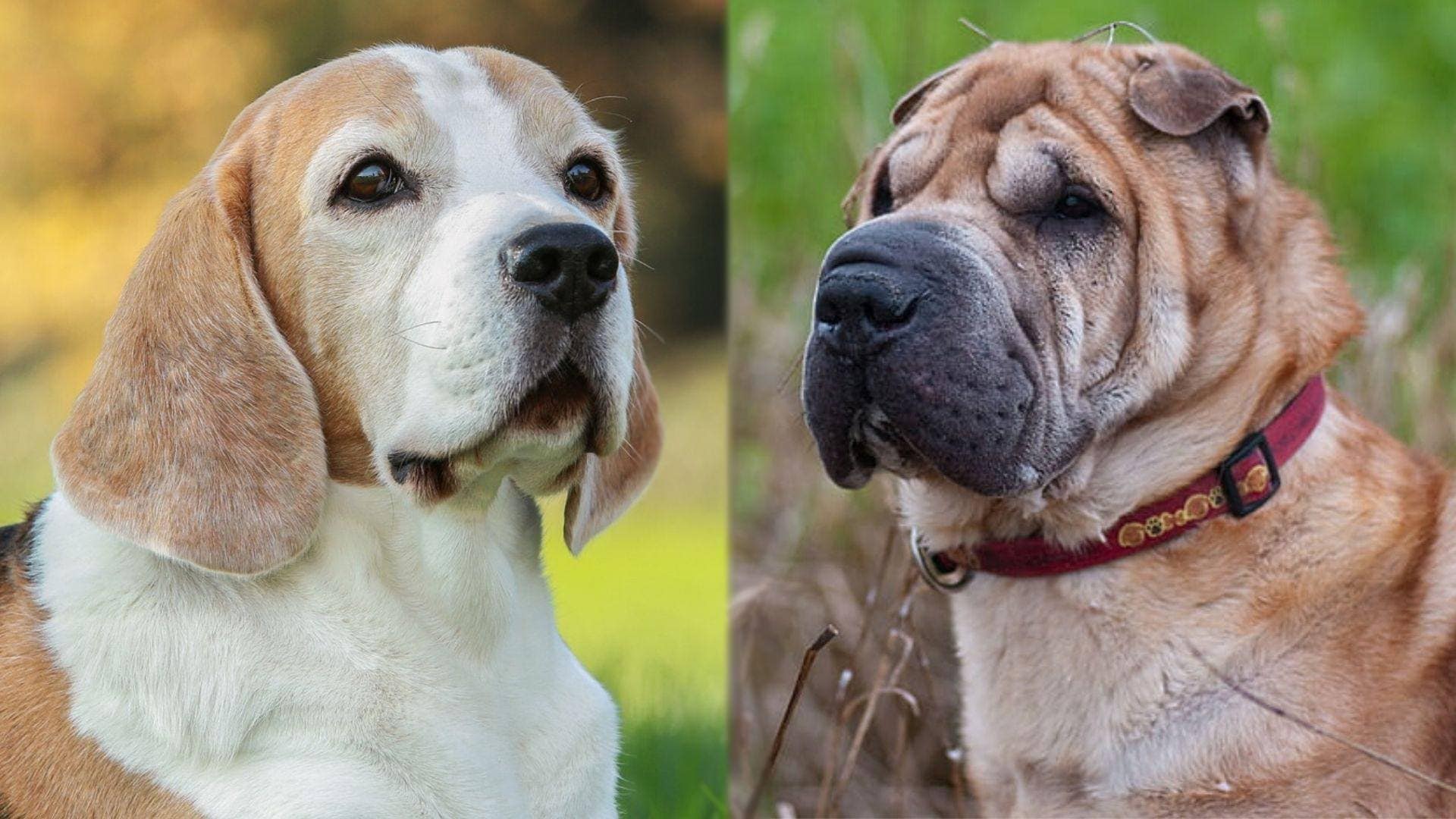 Sharp Eagle - Shar Pei and Beagle dog mix