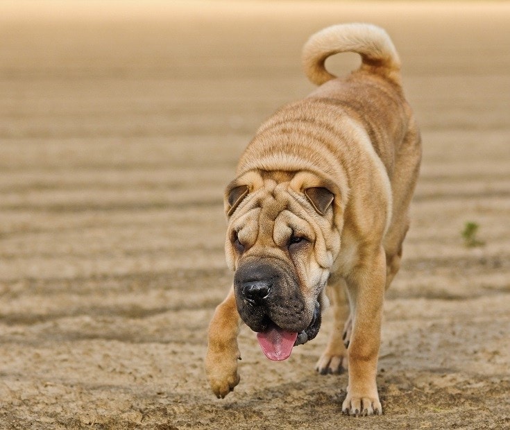 Sharpei Dog Walking