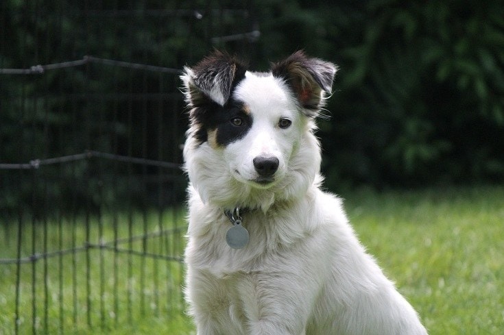 Sheepdog