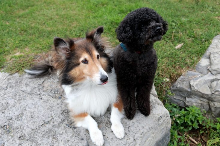 Sheltidoodle Shetland Sheepdog Poodle mix