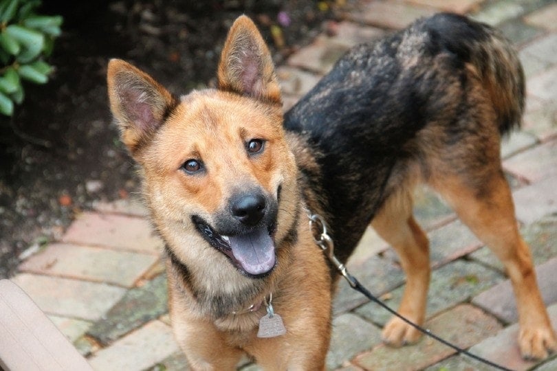 Shiba inu x deals german shepherd