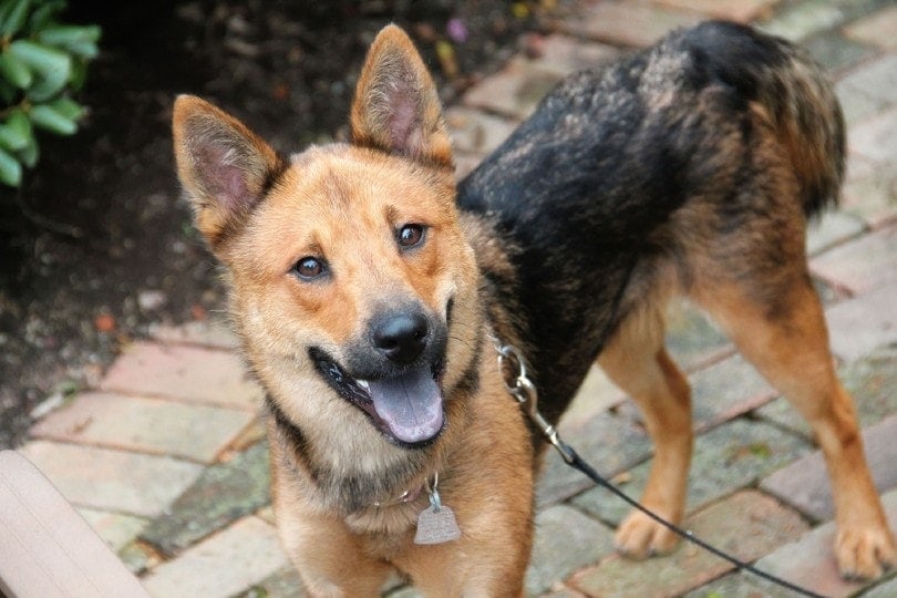 etage Ulempe specielt Shiba Inu & German Shepherd Mix: Info, Pictures, Characteristics & Facts |  Hepper