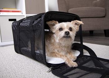 an airline-approved dog carrier