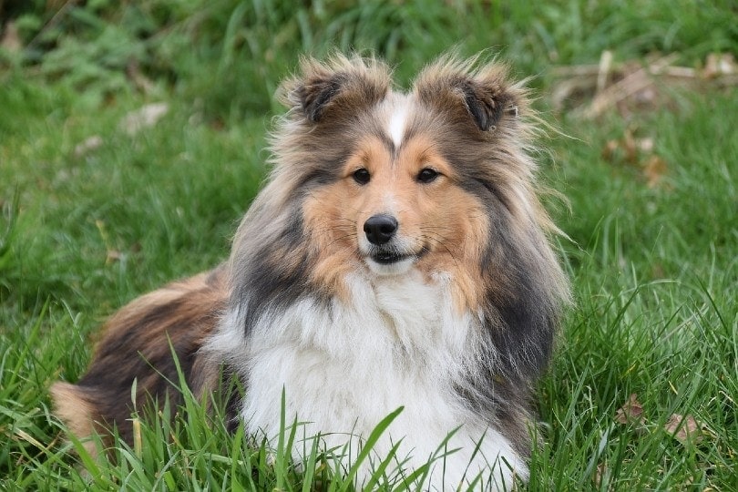 Shetland Sheepdog on grass