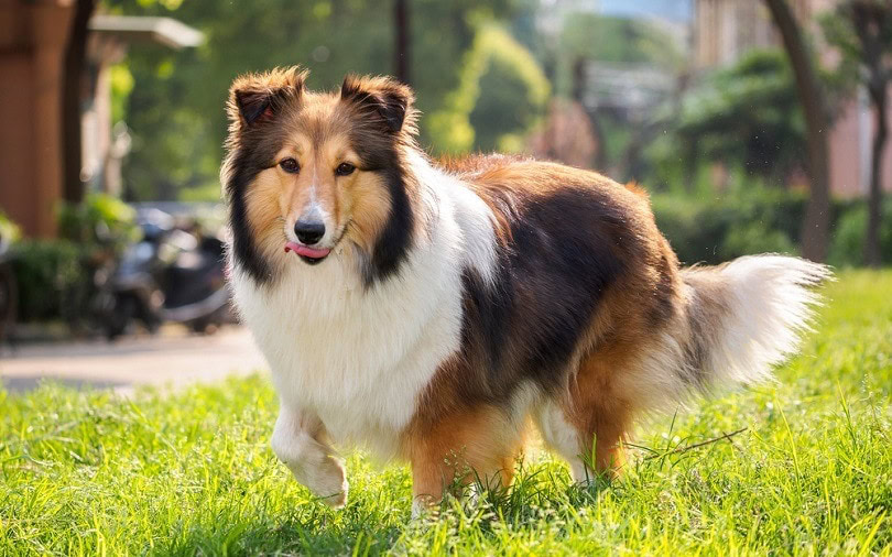 What are pricked ears on a dog?