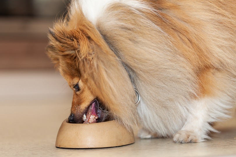A Shetland sheepdog eats food from a food bowl