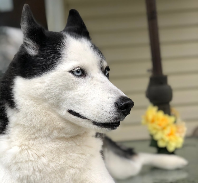 Shiba Inu Husky mix