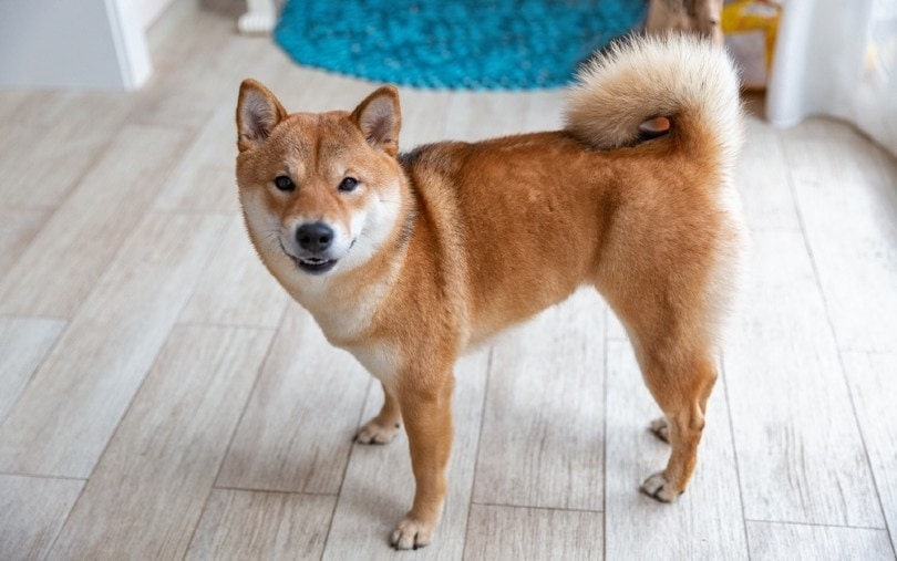 Shiba Inu female dog in the room