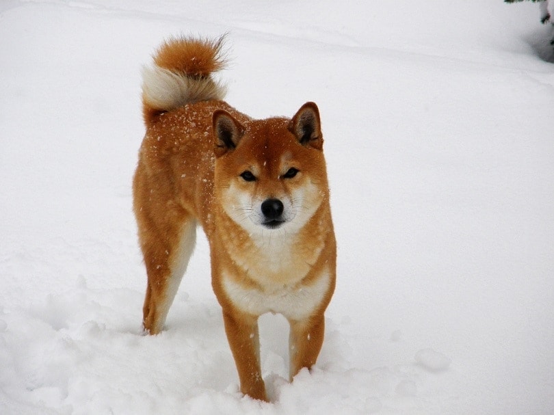 Shiba Inu in winter