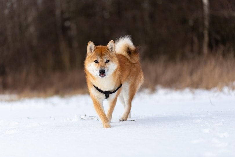 Shiba Inu runs through the snow
