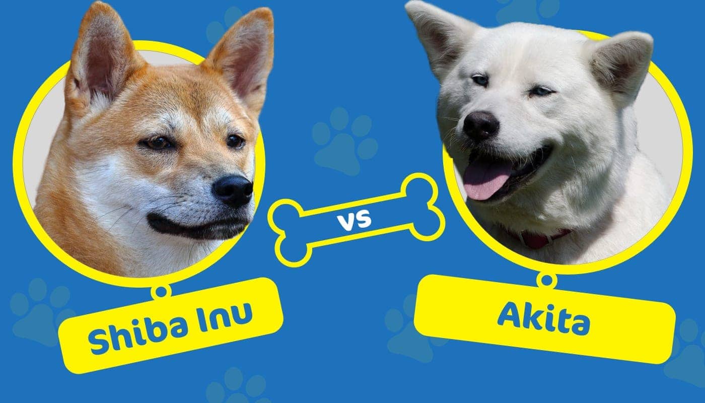 Shiba Inu vs Akita