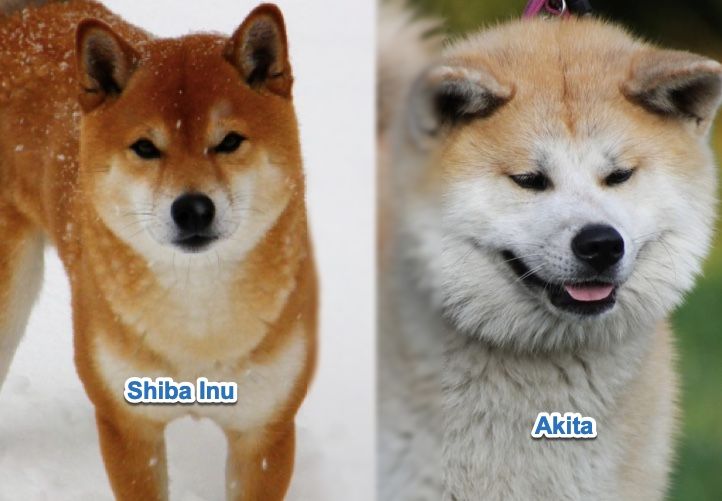 Shiba-Inu-vs-Akita