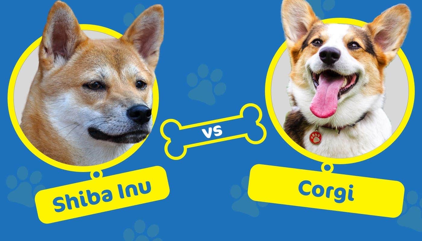 Shiba Inu vs Corgi