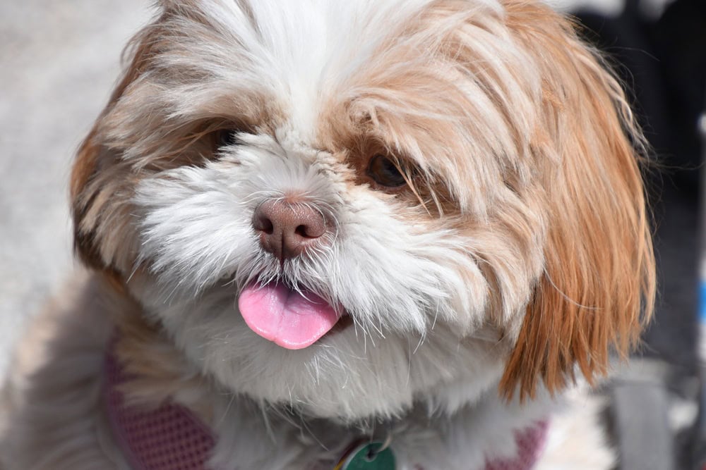 Shih Apso mixed breed dog